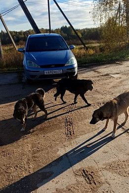 В деревни Лежневского района стали подкидывать чипированных и худых собак